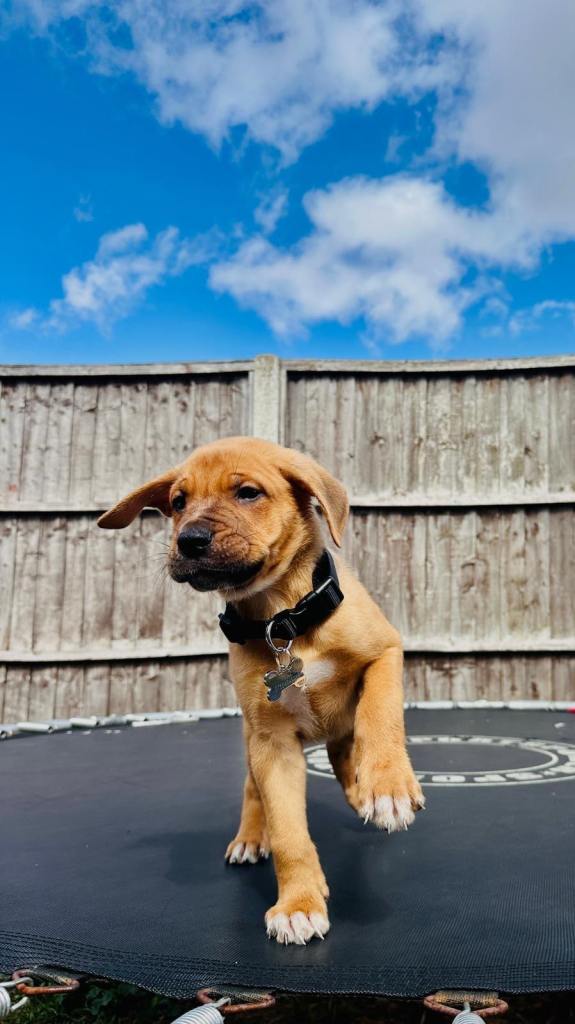 5-Month-Old Male Staffy Puppy – Rio – Friendly & Healthy (IG3)