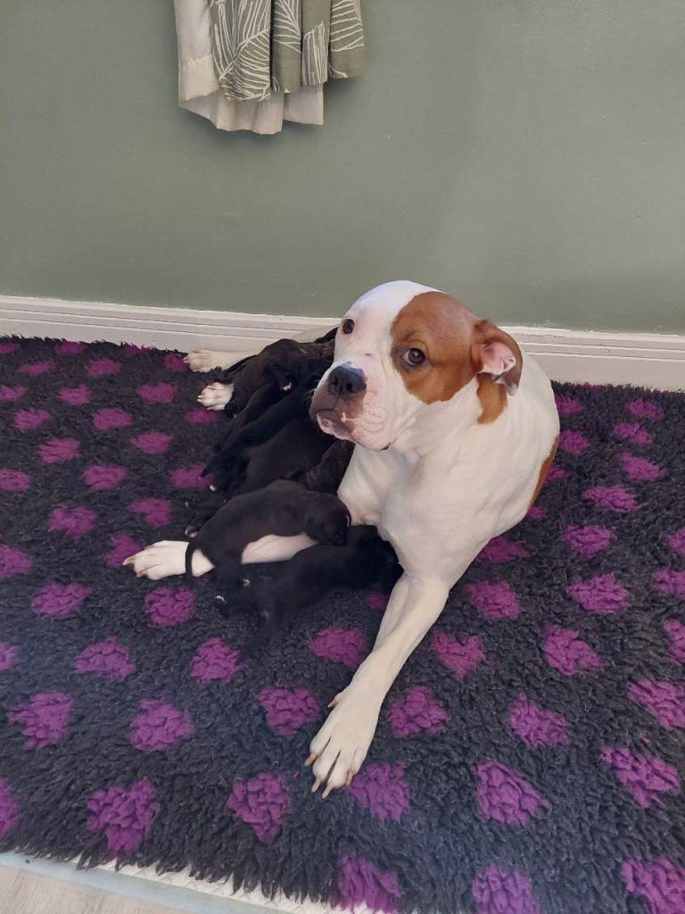 Cane Corso cross American bulldog puppy's 