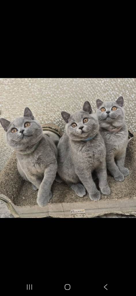 Gorgeous British Short Hair Kittens
