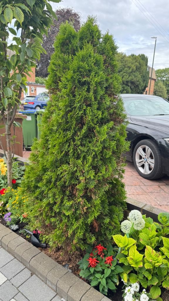Established Conifer Shrub - Ready for New Garden