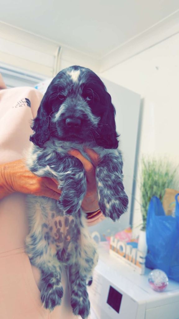 Blue roan cocker spaniel 