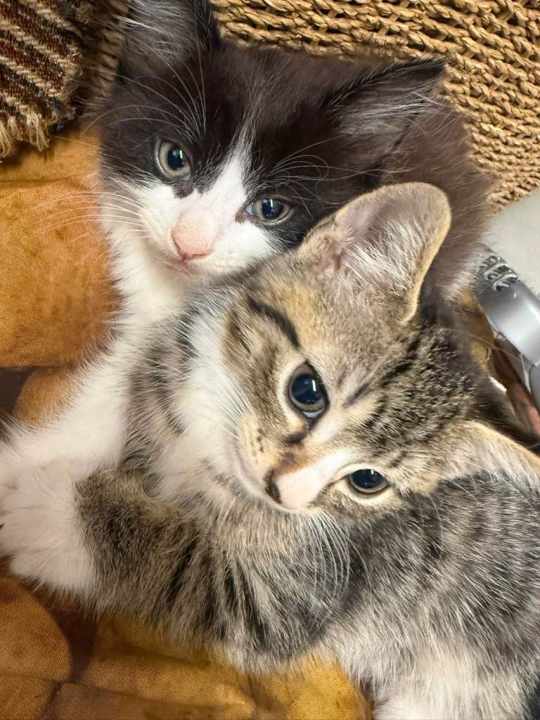Kittens for sale to loving homes