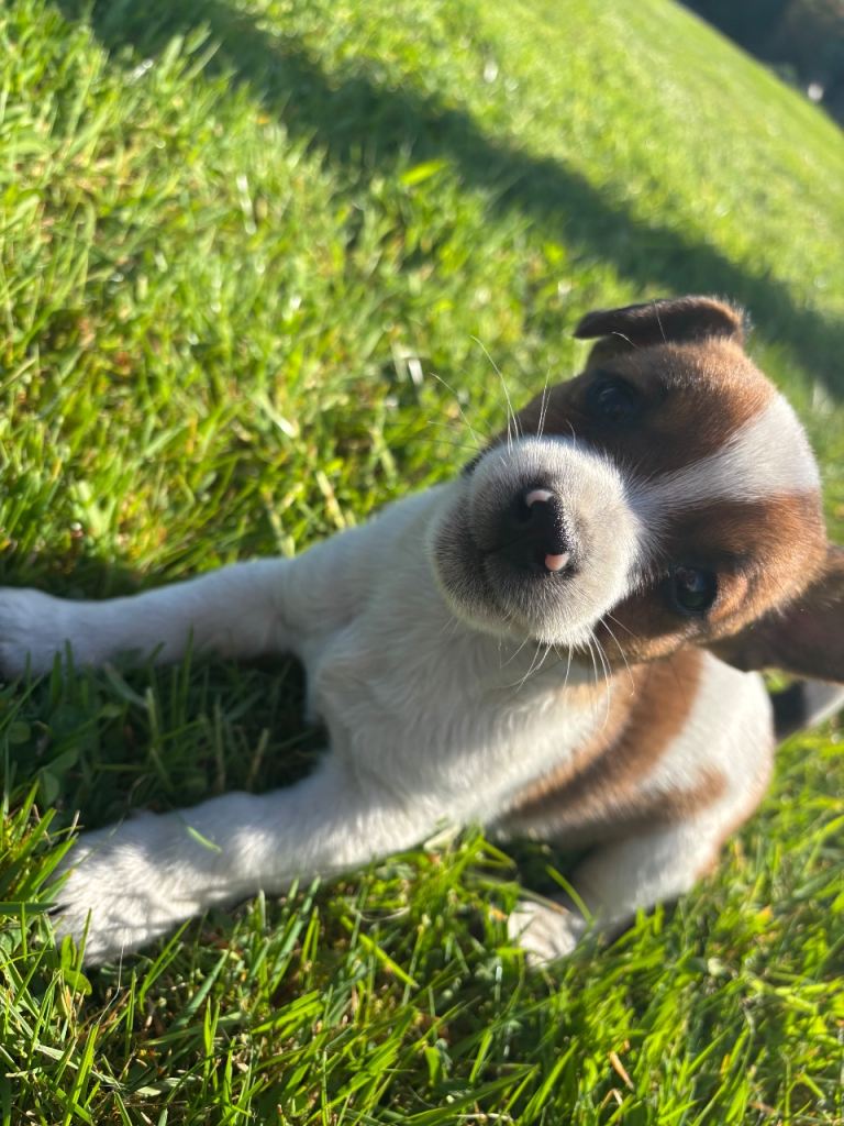 Jack Russell Pups