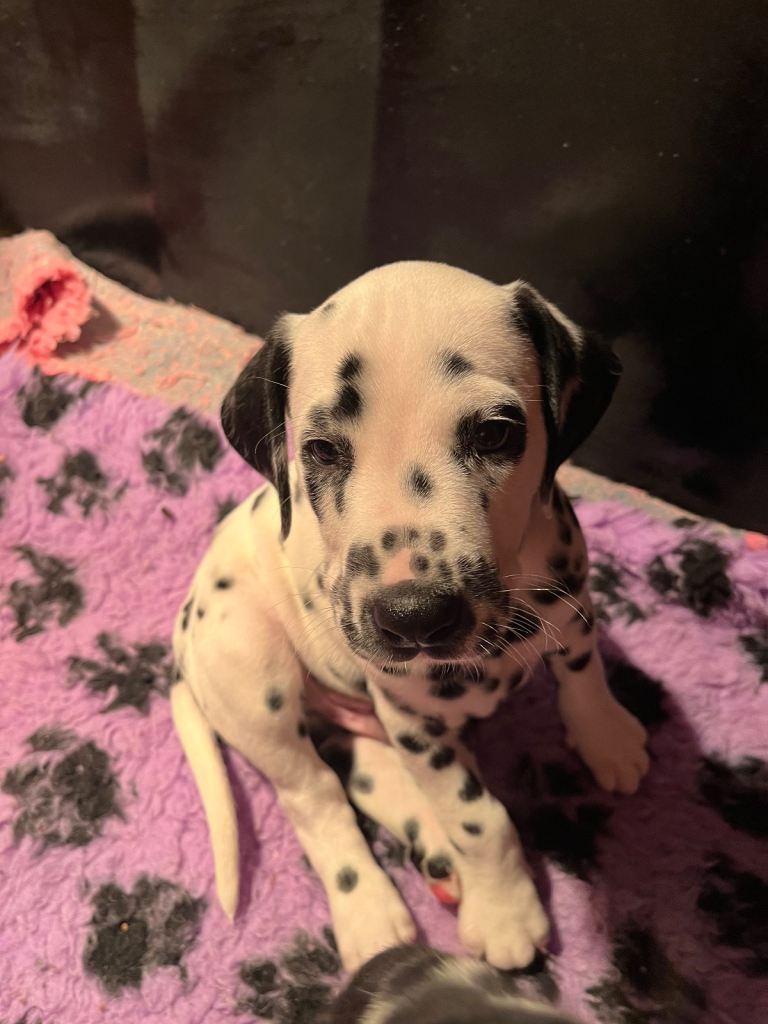 Stunning Dalmatian puppies KC reg show winners 