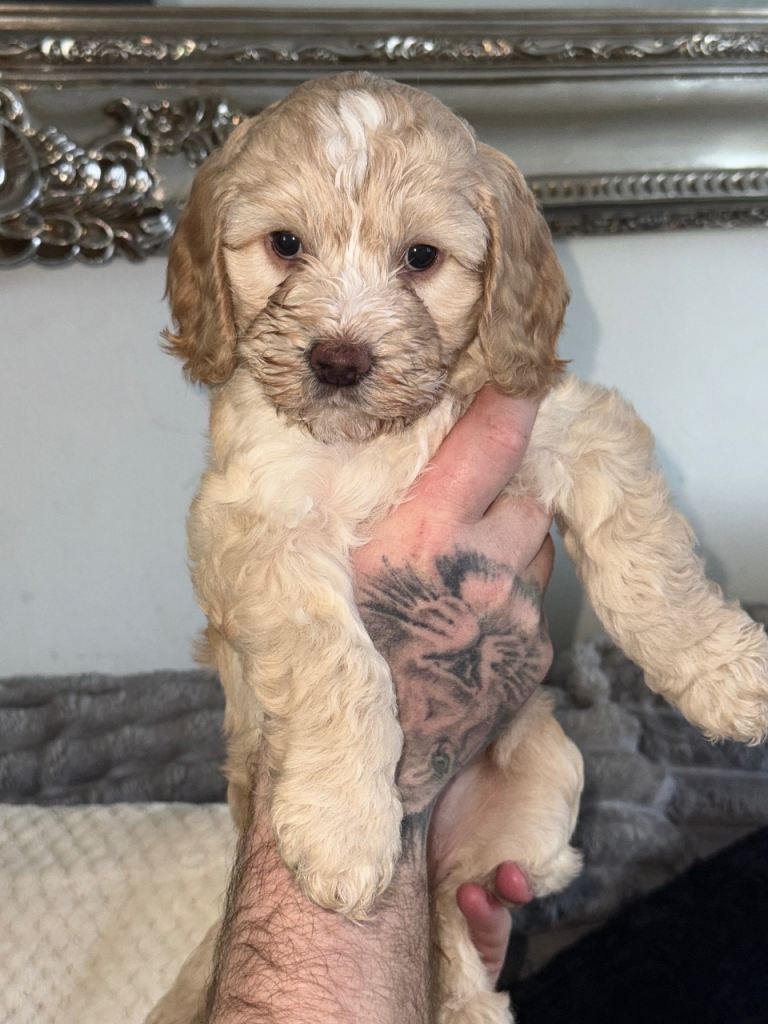 Cockapoo puppies 