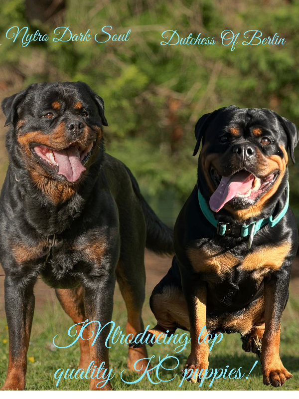 ELITE KC REGISTERED GERMAN ROTTWEILER PUPPIES