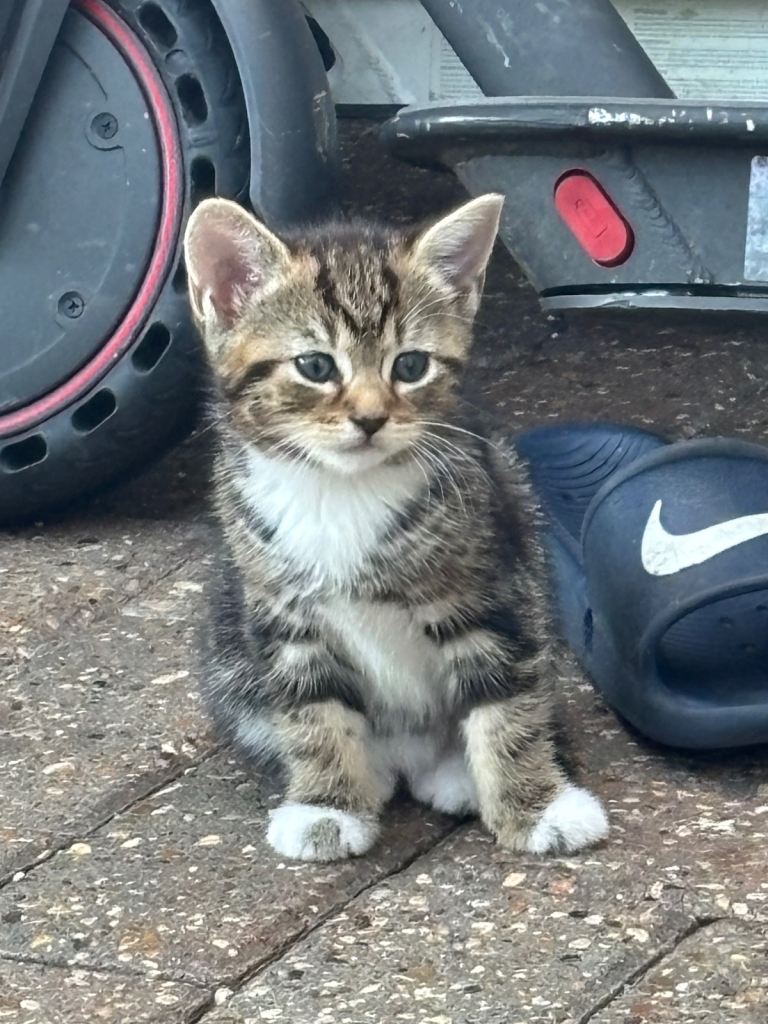 Adorable kittens 