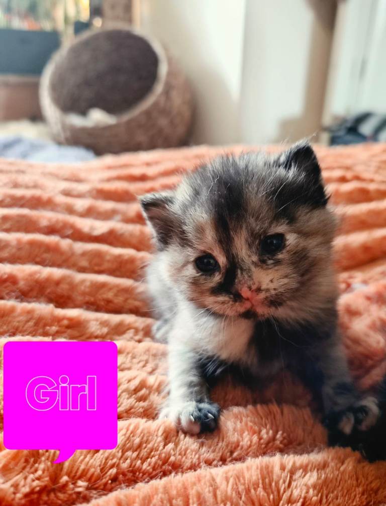 Kittens avaliable from 23rd June. 