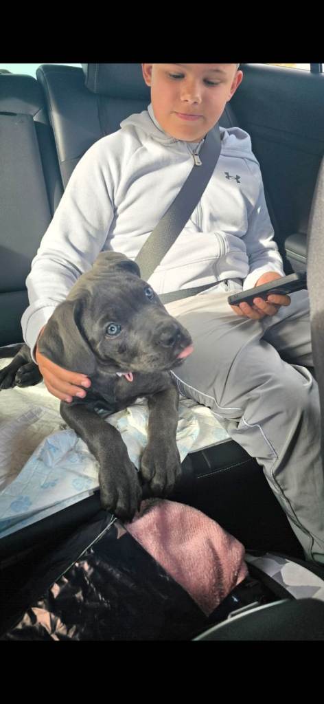 16 week old cane corso