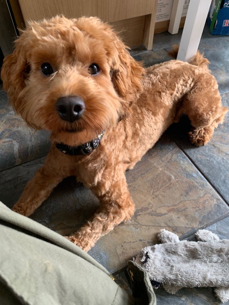 16 month old red cockerpoo