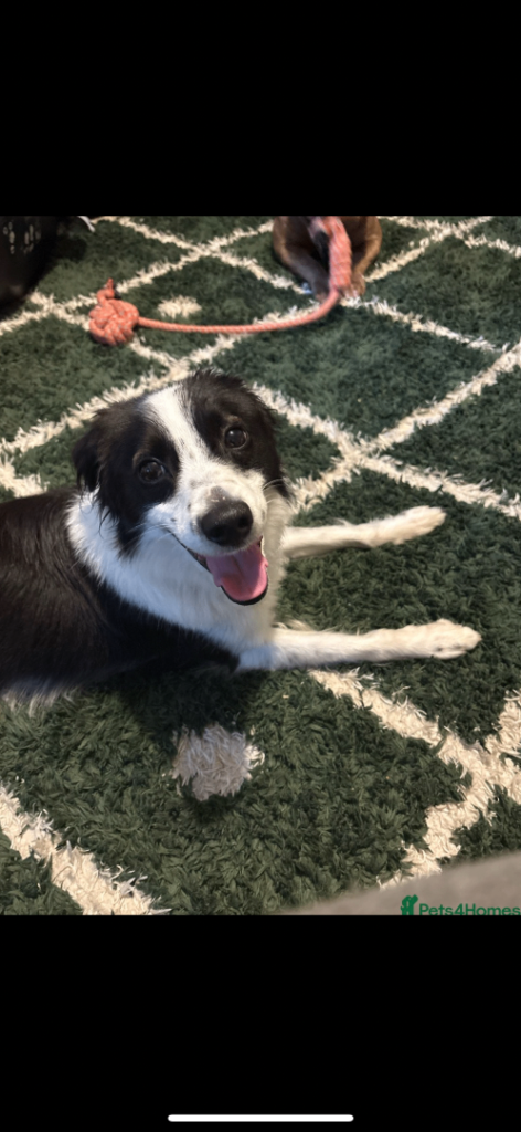 Collie/jack Russell 
