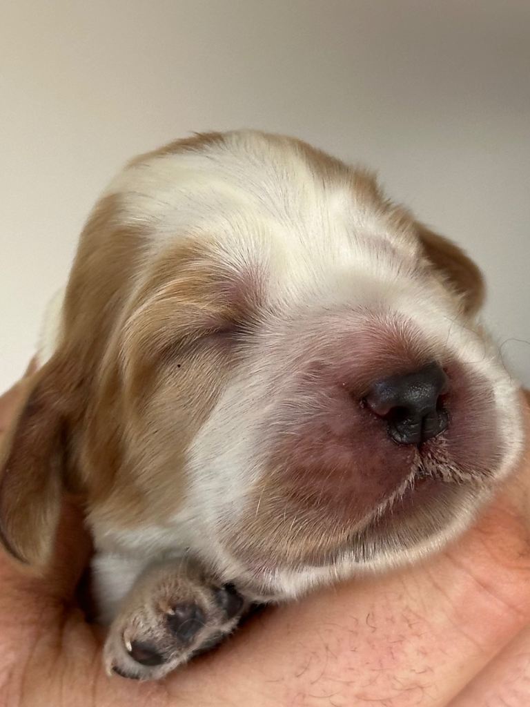 Show Cocker Spaniel Puppies 