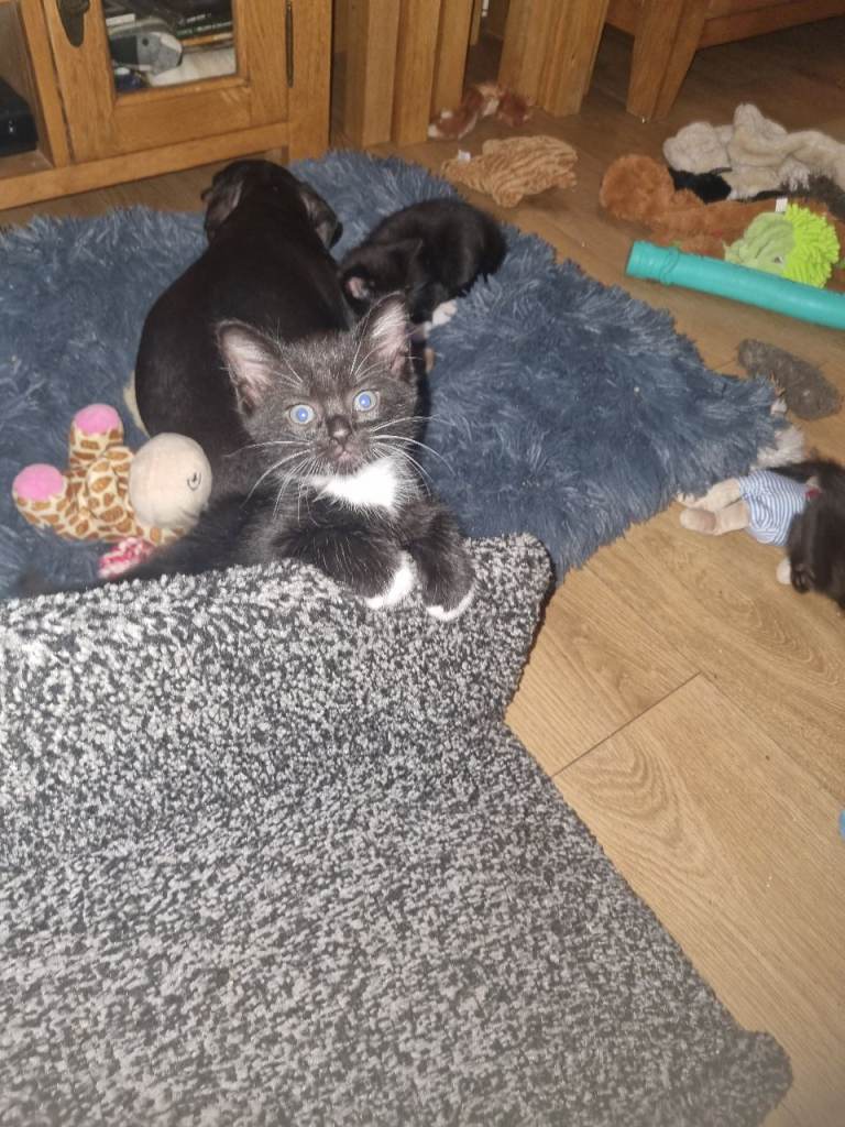 3 beautiful kittens ALL RESERVED