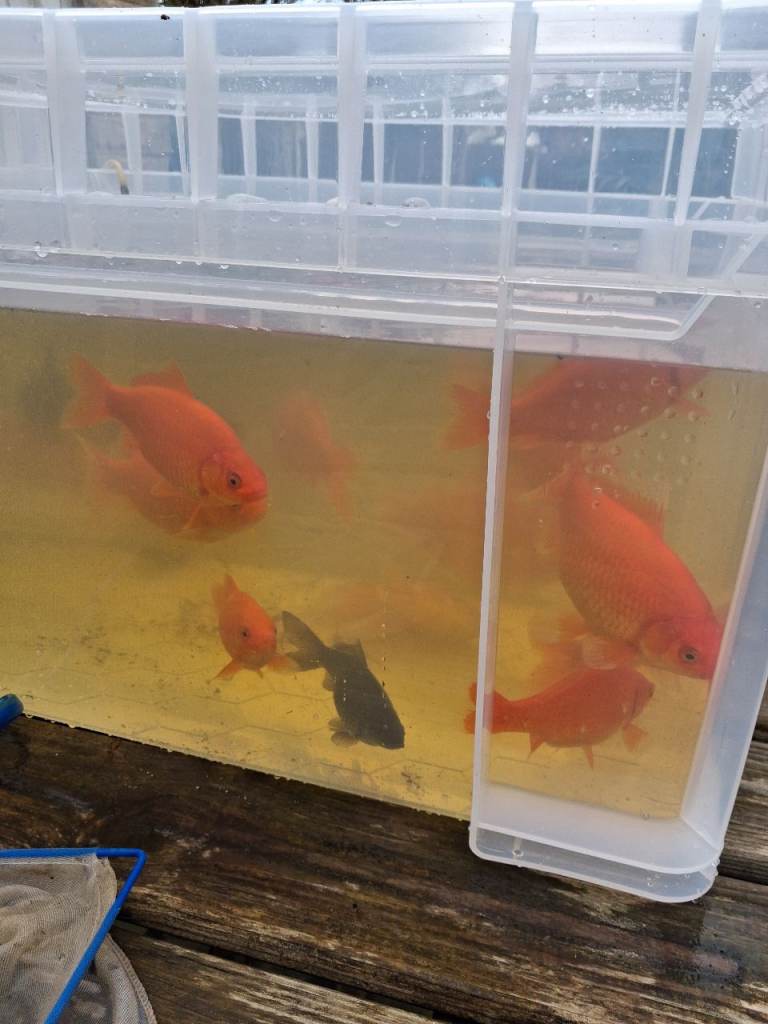 POND GOLDFISH TOP QUALITY 