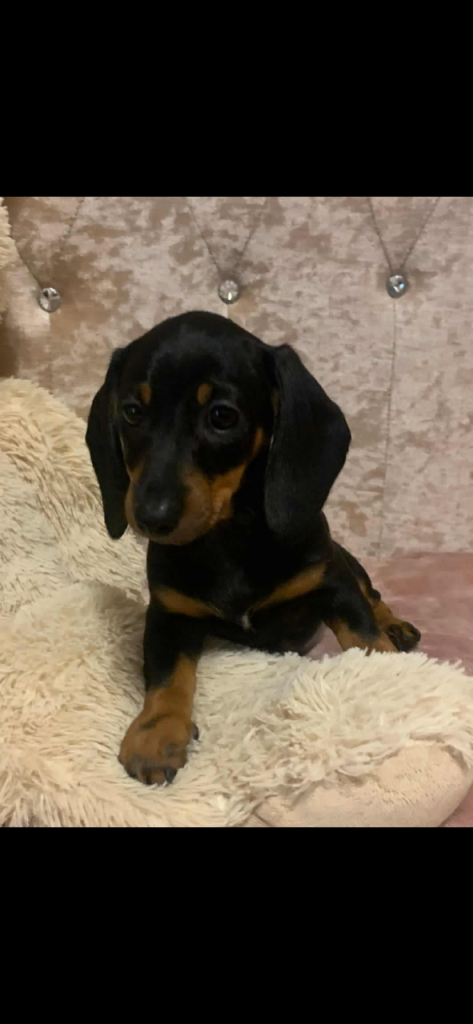 Beautiful miniature dachshund 