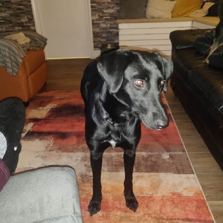 Lovely 8 month lab/Greyhound 