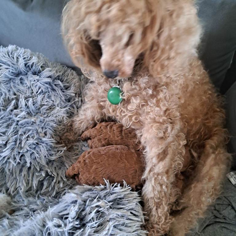 Fox red toy poodles 1girl 1 boy