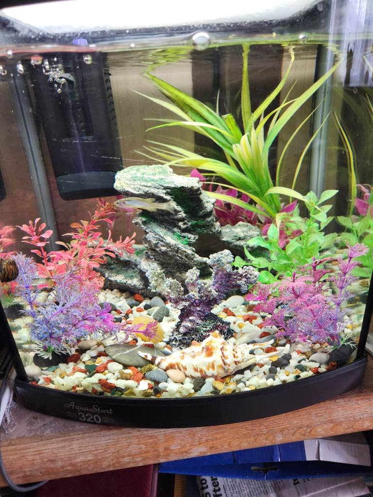 Small fish tank inc accessories **SOLD**
