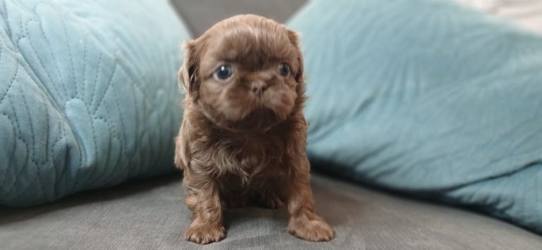 Chocolate Boy 🧸🐾 & Lavender blue Boy Available 