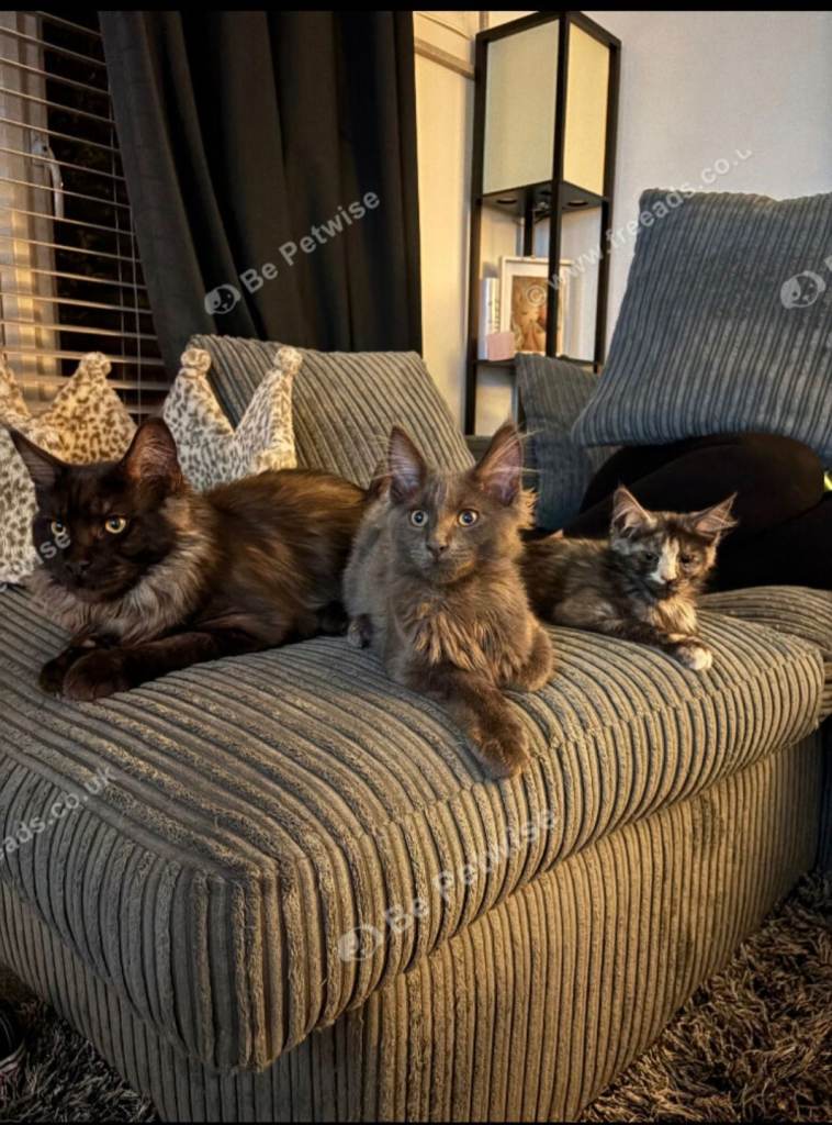 2 beautiful maincoons for rehoming 