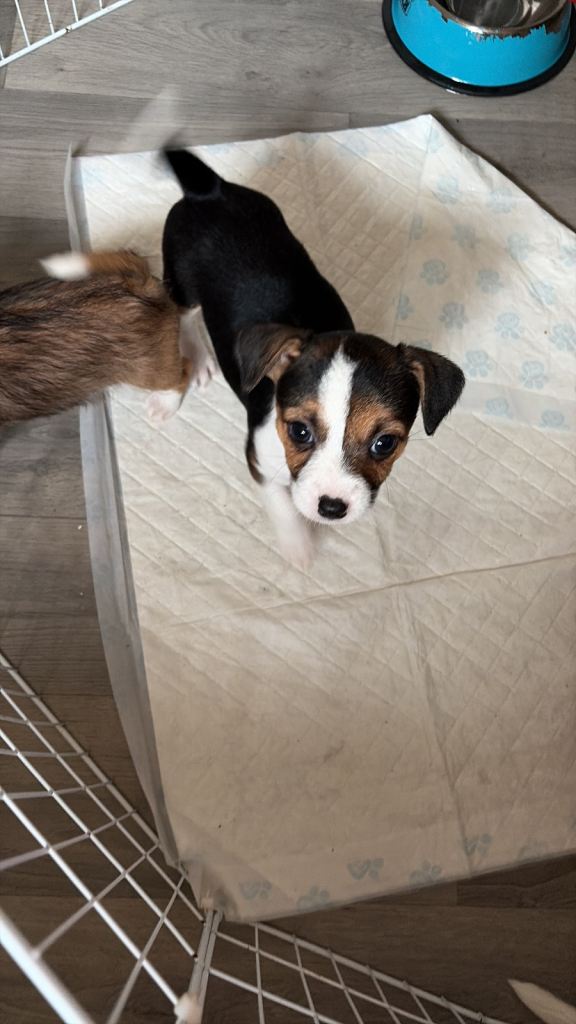 🐶🐶ONE GIRL LEFT 🐶🐶 parson Russell x Chihuahua puppies