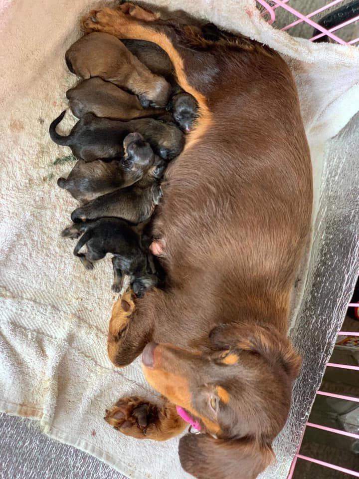 Adorable dachshund puppies looking for loving homes
