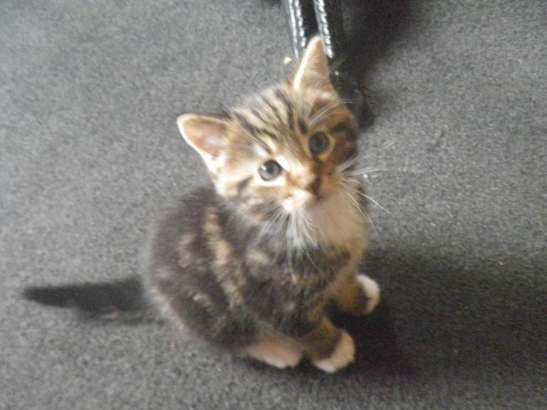 Adorable Tabby Kitten