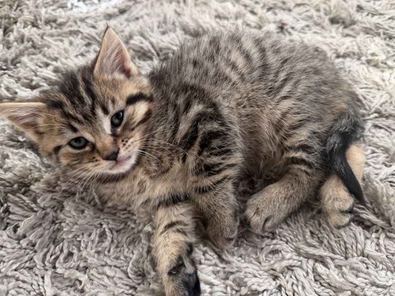 5 beautiful tabby kitten - Glasgow 