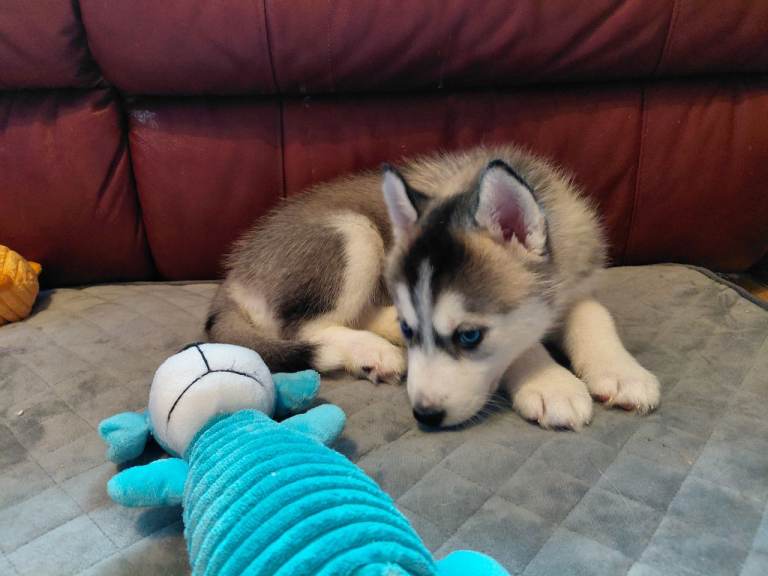 Husky puppies for sale