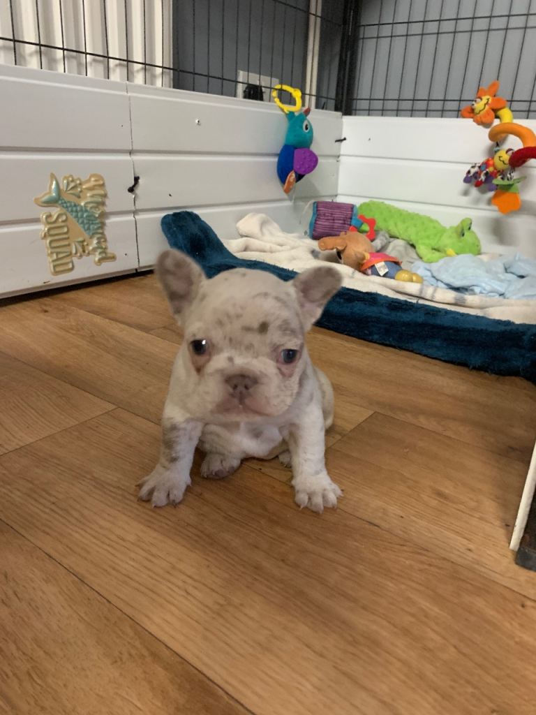French bulldog puppy 