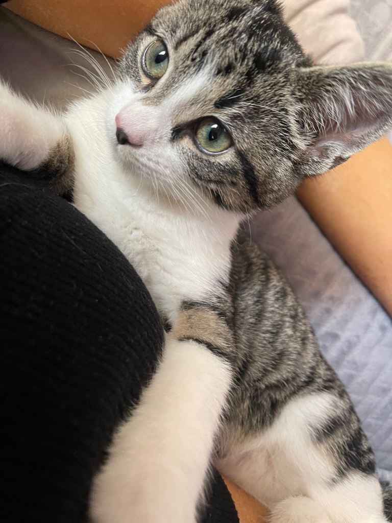 Siamese & Tabby cross🐱