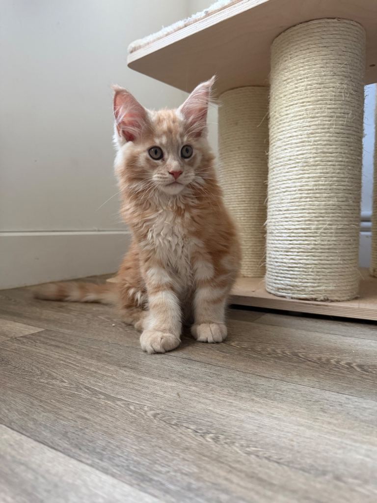 Maine coon kittens 