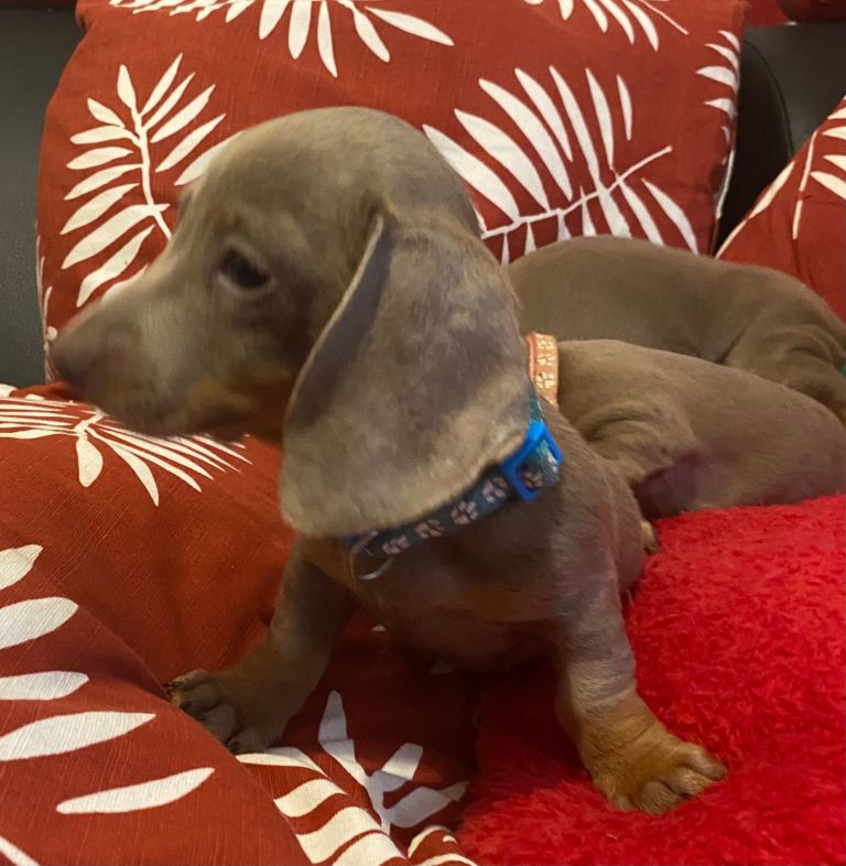Isabella and tan mini miniature dachshund smoothed hair 