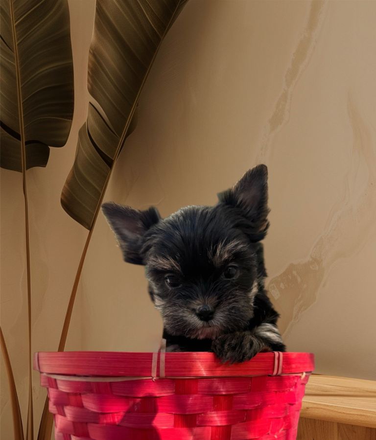 Mini Yorkshire Terrier puppies REG
