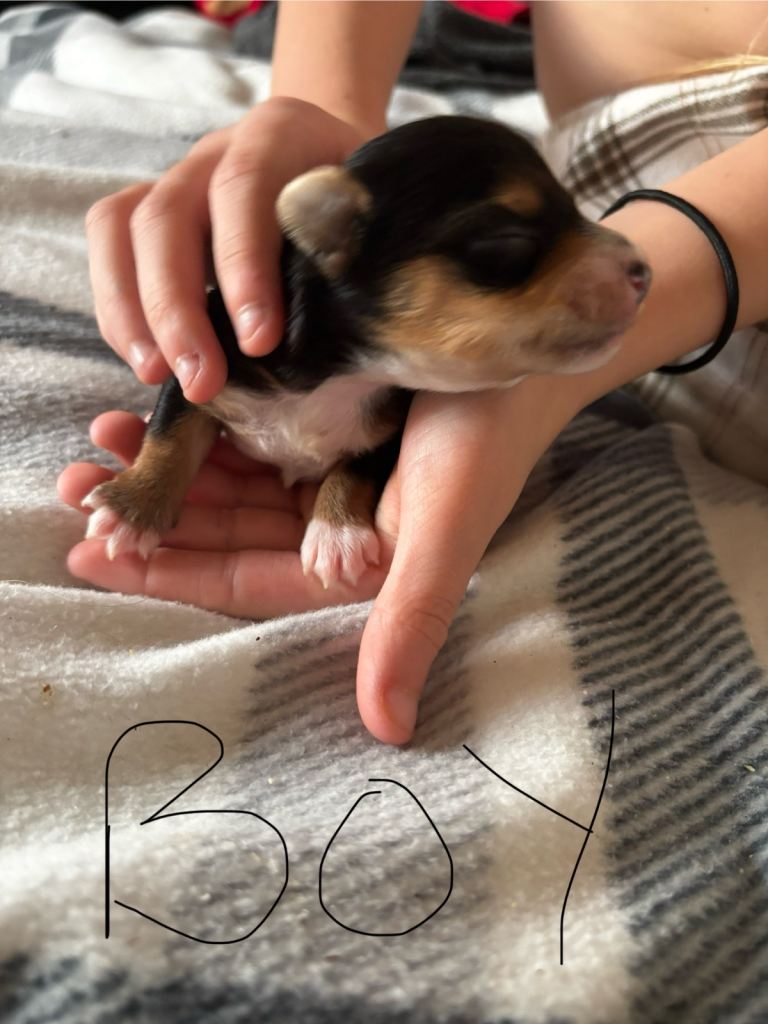 Gorgeous Yorkshire terriers (choco and gold dust)