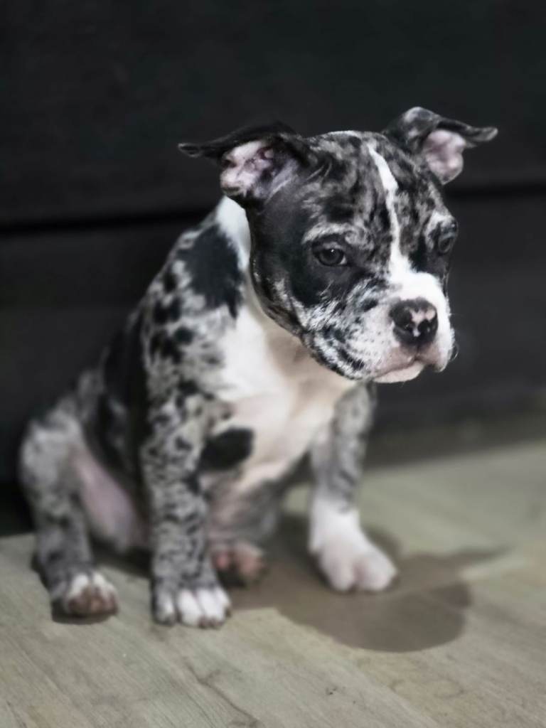 Incredibly beautiful Pocket Bullies 
