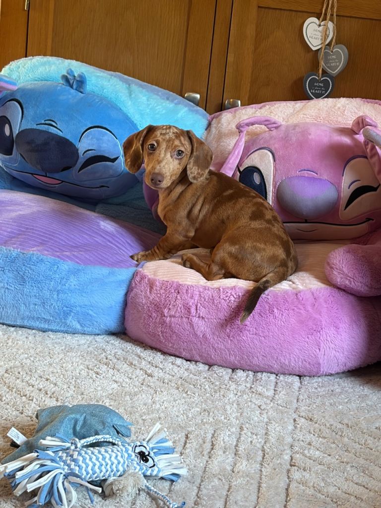 Male Dachshund 