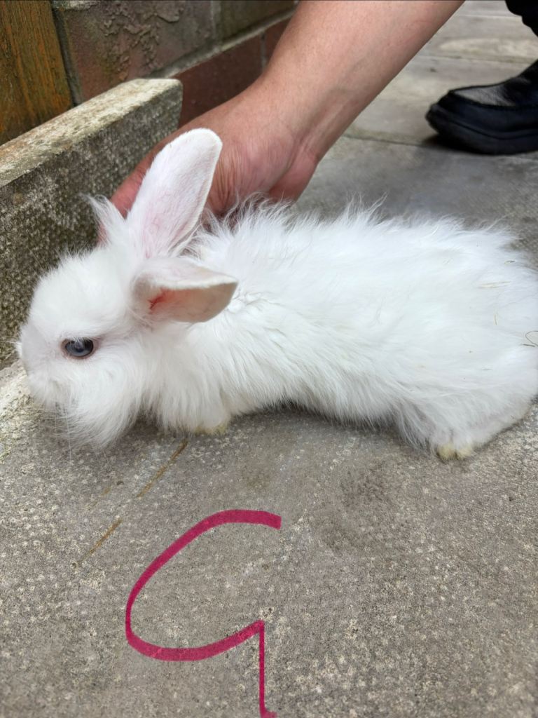 Baby rabbits 