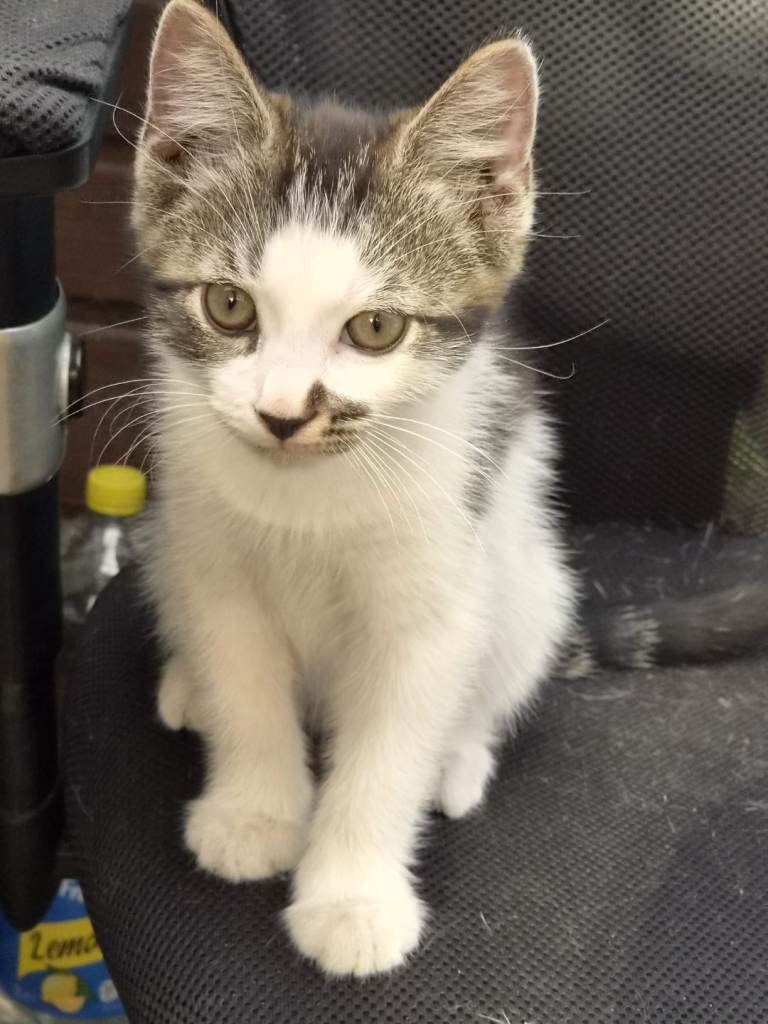 Kitten boy 