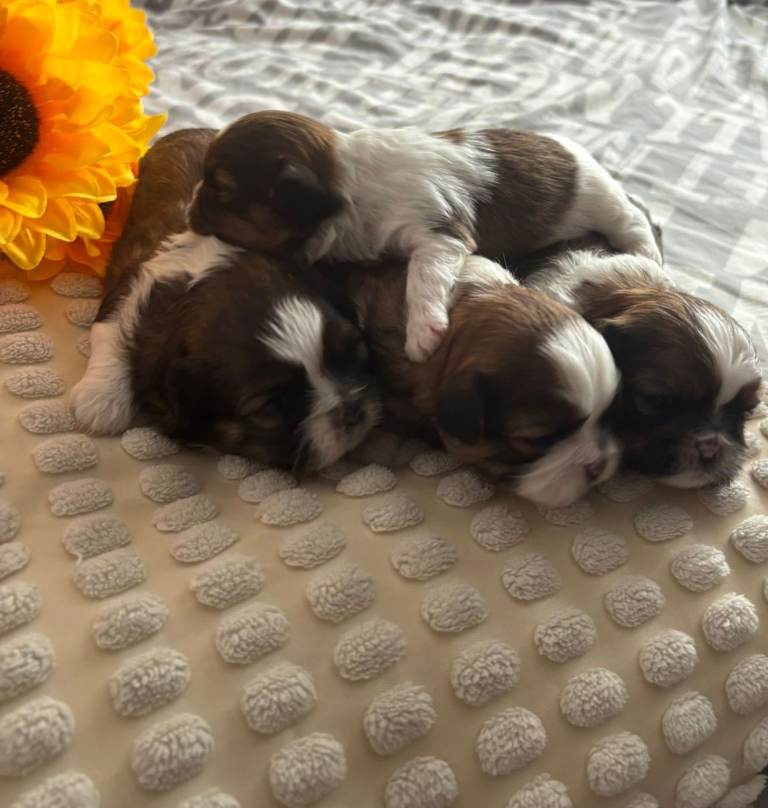Shih Tzu for sale