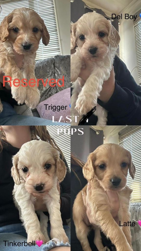 3 Gorgeous Cockapoo Puppies LEFT  NEW PHOTOS 