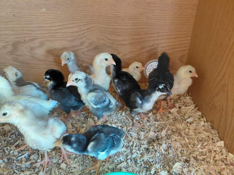ko shamo chicks for sale please see below collection only wilburton CB6