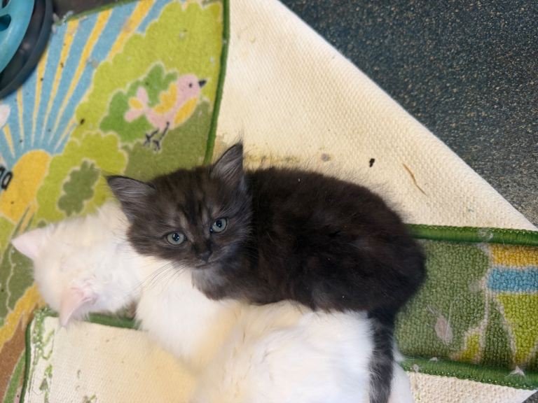4 8 week old kittens up for sale 