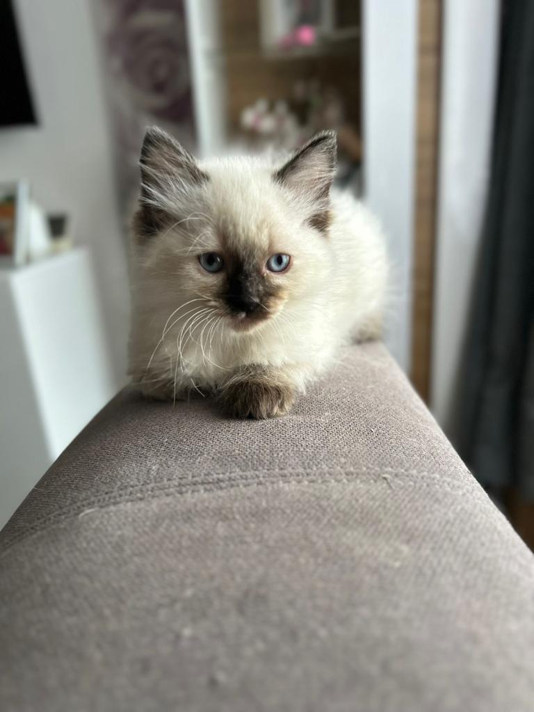 Beautiful Purebred Ragdoll Kittens 