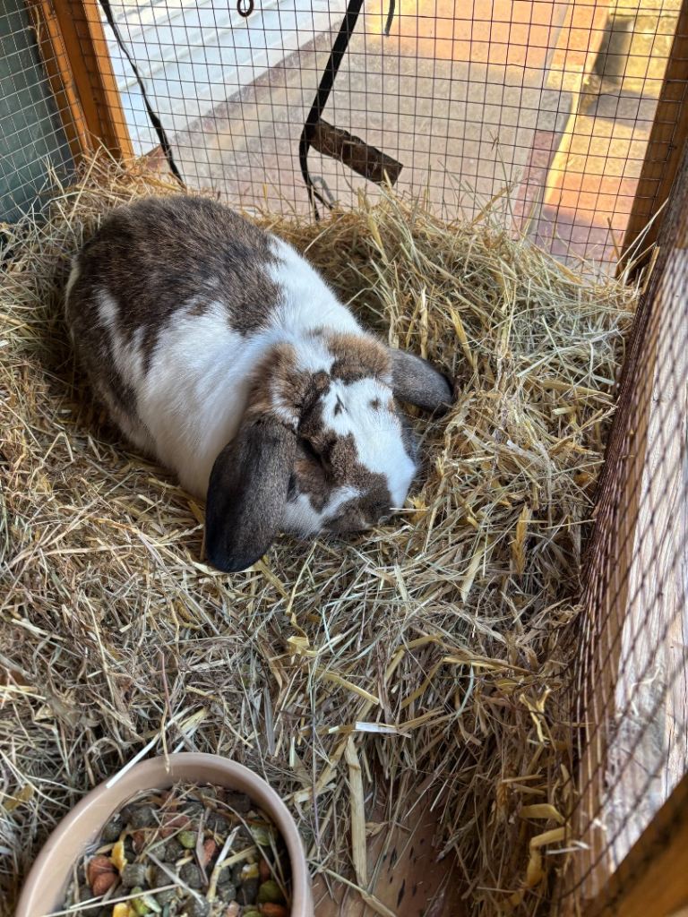 Dwarf lop male rabbit looking for forever home 