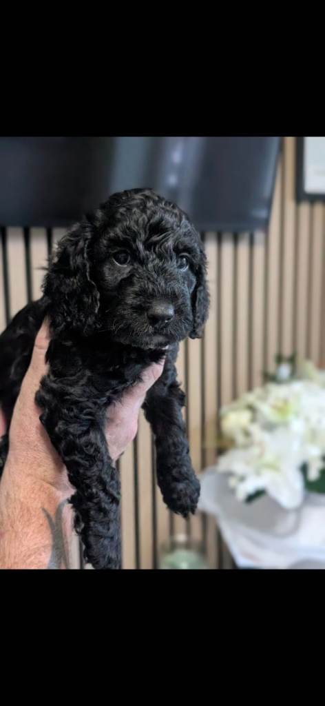 Stunning Black F2 cockapoo puppies