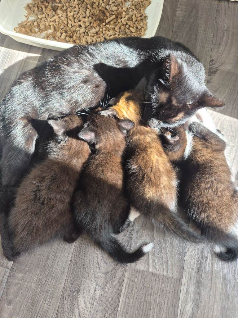 2 male 2 female kittens 