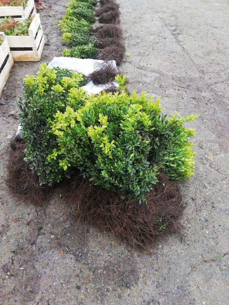 Box Hedging