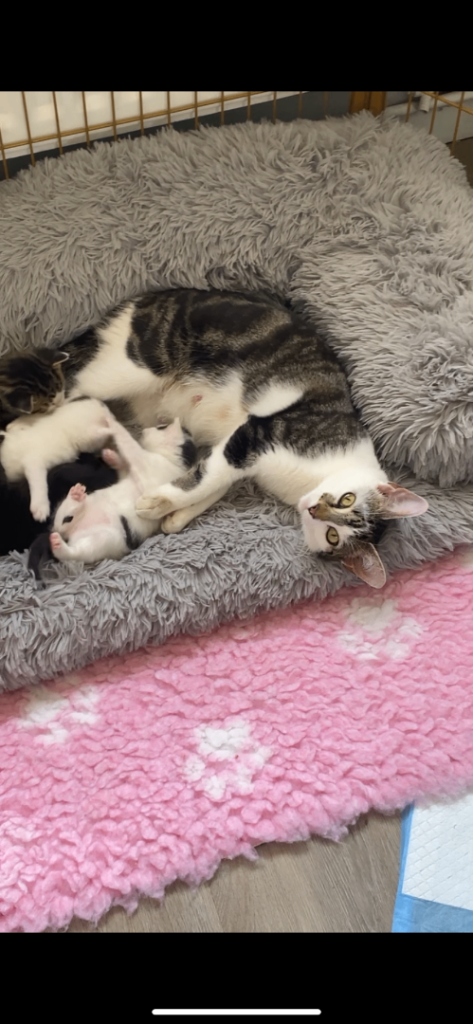 Mixed breed kittens 