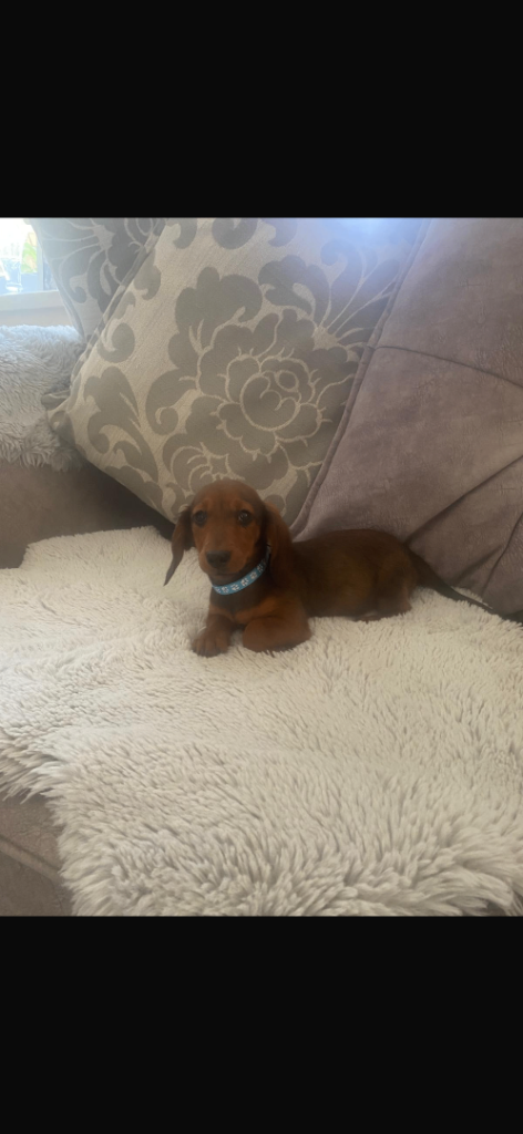 Dachshund